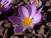 Crocus sieberi ssp. nivalis 0006