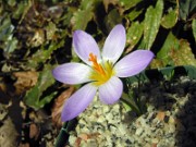 Crocus sieberi ssp. nivalis AE98-24 0002