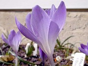 Crocus veluchensis 0002