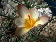 Crocus x paulinae (abantensis x ancyrensis) 0004