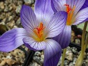 Crocus armeniensis Goris 20251014 0024