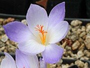Crocus brachyphilus 20251014 0002
