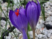 Crocus ilgazensis 20251014 0002