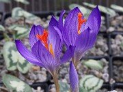Crocus ilgazensis 20251014 0006