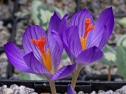 Crocus ilgazensis 20251014 0008
