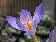 Crocus cf. speciosus 161RS-089 Iran 20251014 0004