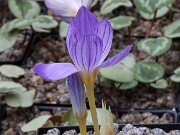 Crocus zubovii 20251014 0001