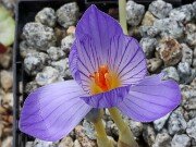 Crocus zubovii 20251014 0003