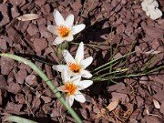 Hybrid or Unidentified