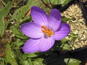 Subgen Crocus Ser Longiflori
