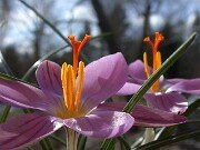Subgen Crocus Ser Versicolores
