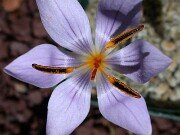 Subgen Nudiscapus Ser Biflori