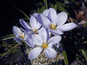 Subgen Nudiscapus Ser Speciosi