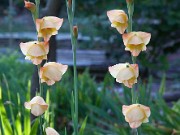 Gladiolus cv. 0006