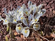 Iris Sheila Ann Germaney 20120202_0003