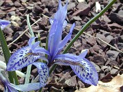 Iris histrio 0006