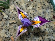 Iris kolpakowskiana Alma-Ata 0003