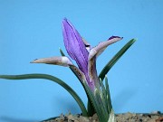 Iris kolpakowskiana Alma-Ata 0007