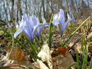 Iris reticulata 0012