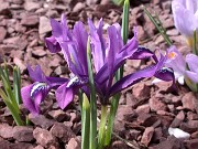 Iris reticulata 0014