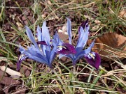 Iris reticulata Halkis 0001