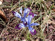 Iris reticulata Halkis 0003