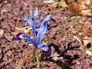 Iris reticulata Halkis 20100001