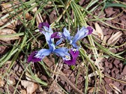 Iris reticulata Halkis 20100002