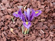 Iris reticulata ex Lake Sevan 0001