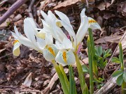 Iris winogradowii alba 20190317 0002