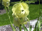 Iris schachtii OFS 0002