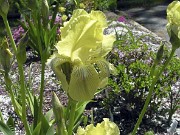 Iris schachtii OFS 0003