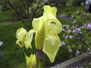 Iris schachtii OFS 0005