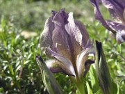 Iris suaveolens var. rubromarginata 0002