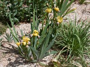 Iris sp. 0016
