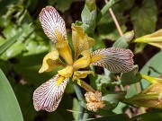 Iris variegata 20160529 0001