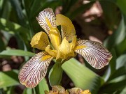 Iris variegata 20160529 0003