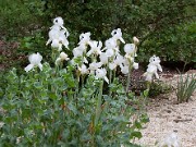 Iris White Arts 0004