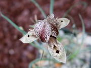 Iris acutiloba ssp. lineolata 0002