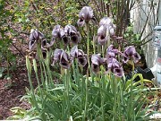 Iris kirkwoodii 0001