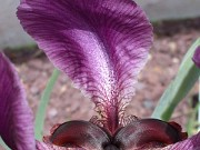 Iris paradoxa x iberica ssp. elegantissima 0002