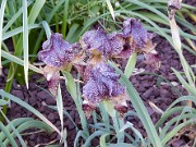 Iris sari ssp. manisanjanii 0001