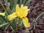 Iris humilis 20110003