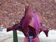 Iris Regelia hybrid (Vera) 0001