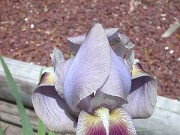 Iris hoogiana Bronze Beauty 0001