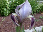 Iris hoogiana Bronze Beauty 0004