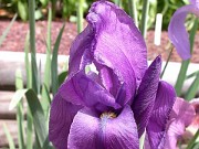 Iris hoogiana hybrid 0001