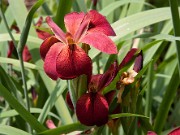 Iris fulva 0005