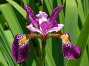 Iris versicolor John Wood 20190531 0002