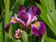 Iris versicolor John Wood 20190531 0004